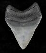 Serrated Megalodon Tooth - Venice, Florida #20784-2